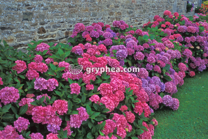 Hortensias en massif (Hydrangea × serratophylla) - inflorescences - gryphea.com